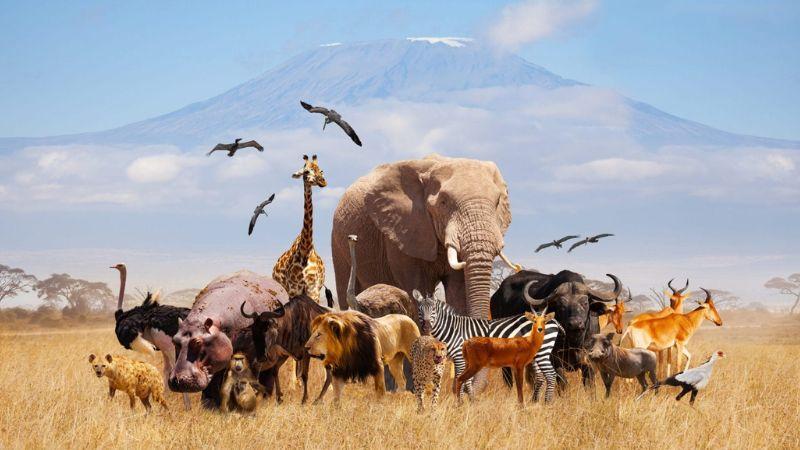 Preserving Wildlife, Protecting Our Future: The Need for Ecological Balance