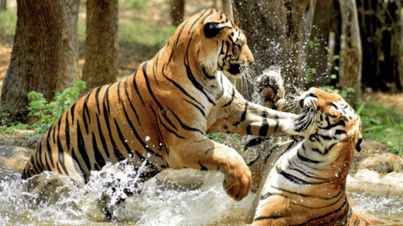 Roar Returns to the Mangroves: Sundarbans Tigers on the Rise This International Tiger Day